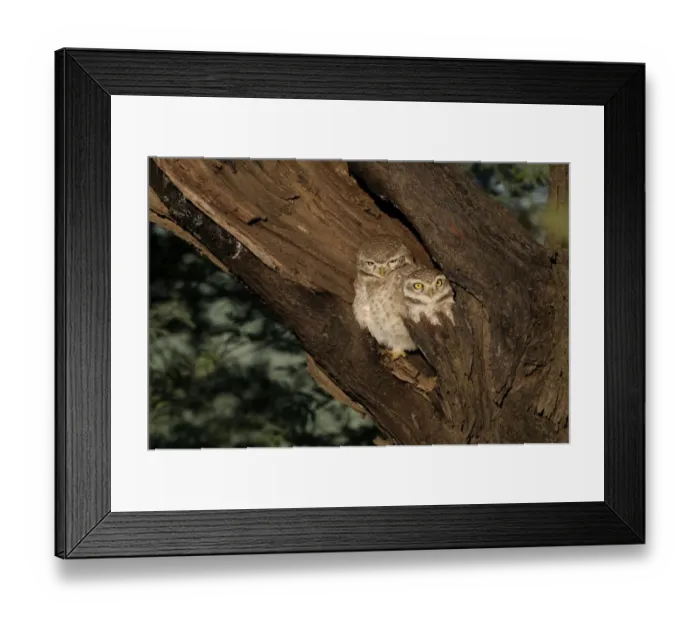 Framed Print : Spotted Owlet Athene brama Bharatpur India