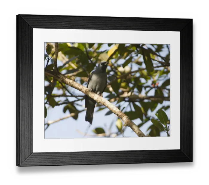 Framed Print : Boyers Cuckoo Shrike Coracina boyeri male Varirata NP Papua New Guinea Framed Print : Boyers Cuckoo Shrike Coracina boyeri male Varirata NP Papua New Guinea