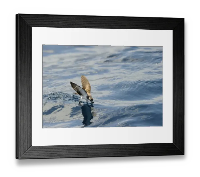 Framed Print : White-faced Storm (Frigate) Petrel feeding over ocean off North Island New Zealand Framed Print : White-faced Storm (Frigate) Petrel feeding over ocean off North Island New Zealand