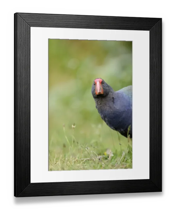 Framed Print : Takahe Porphyrio mantelli Tiri Matangi North Island New Zealand