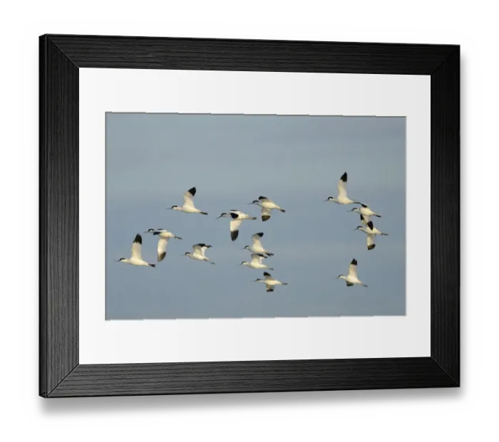 Framed Print : Avocets Recurvirostra avosetta Cley Norfolk Framed Print : Avocets Recurvirostra avosetta Cley Norfolk