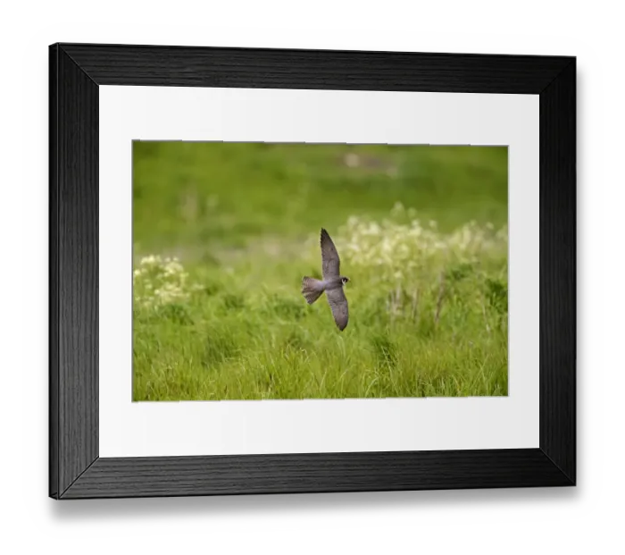 Framed Print : Hobby Falco subbuteo hunting Lakenheath RSPB Reserve Suffolk May Framed Print : Hobby Falco subbuteo hunting Lakenheath RSPB Reserve Suffolk May