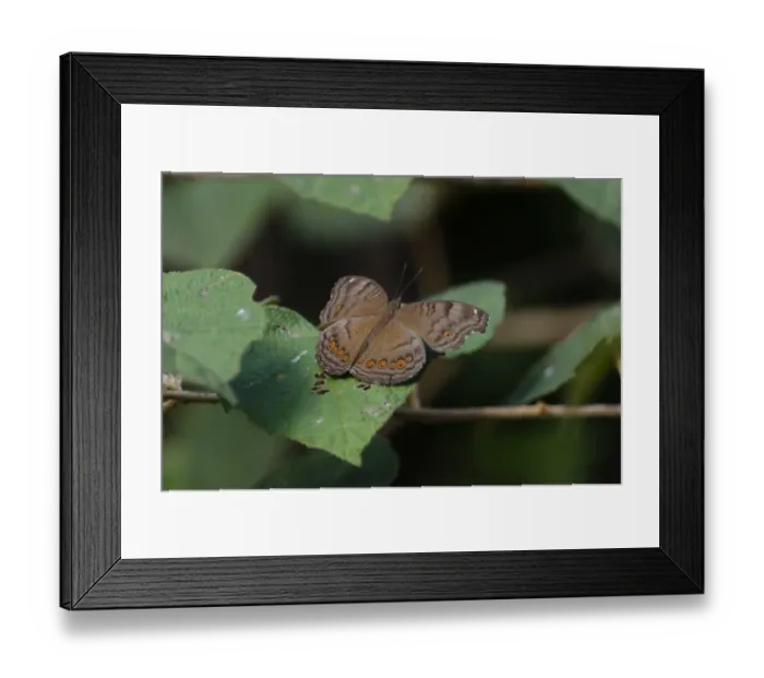 Framed Print : Butterfly sp. Varirata NP Papua New Guinea Framed Print : Butterfly sp. Varirata NP Papua New Guinea