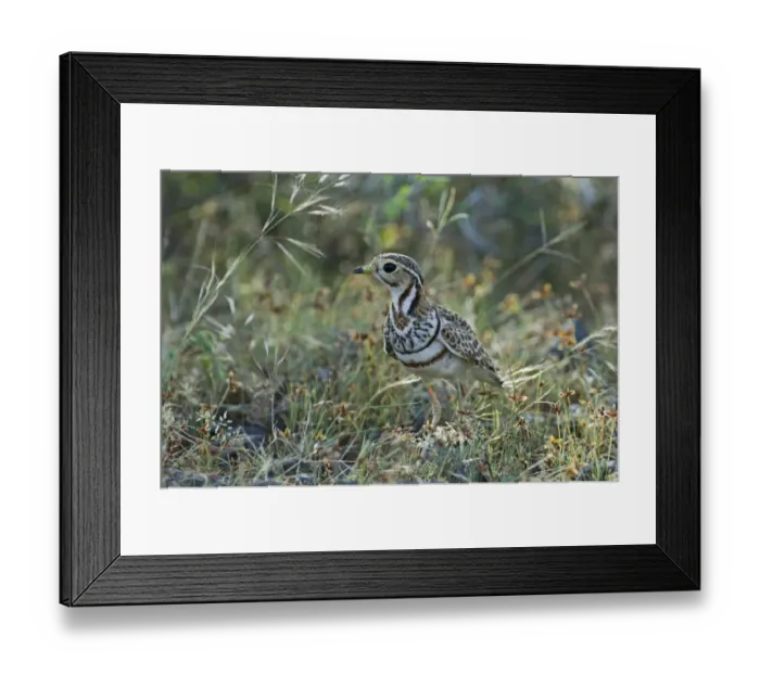 Framed Print : Three-banded Courser Cursorius cinctus Kenya Framed Print : Three-banded Courser Cursorius cinctus Kenya