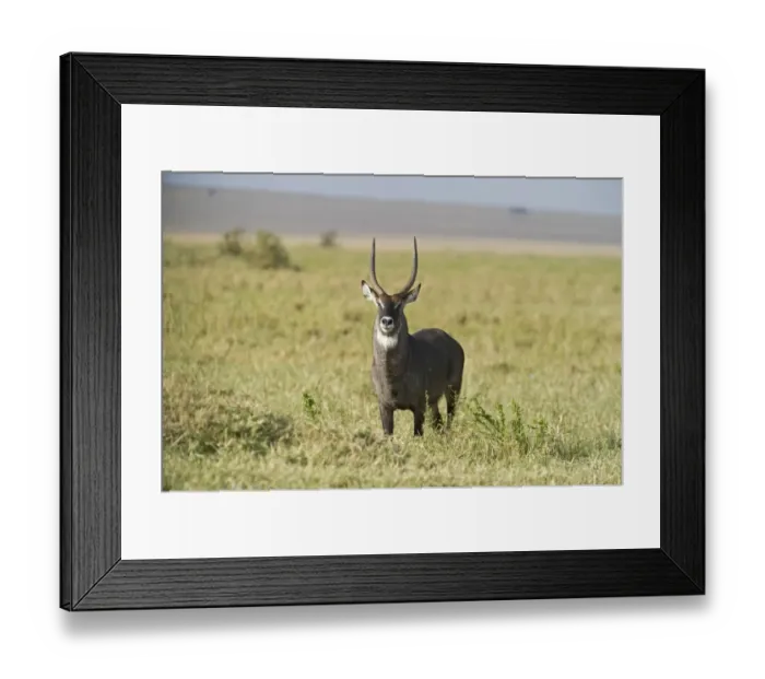 Framed Print : Waterbuck Kobus ellipsiprymnus Masai Mara Kenya Framed Print : Waterbuck Kobus ellipsiprymnus Masai Mara Kenya