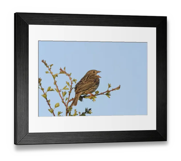 Framed Print : Great Grey Shrike Lanius excubitor in song Kelling Heath Norfolk April 2008 Framed Print : Great Grey Shrike Lanius excubitor in song Kelling Heath Norfolk April 2008