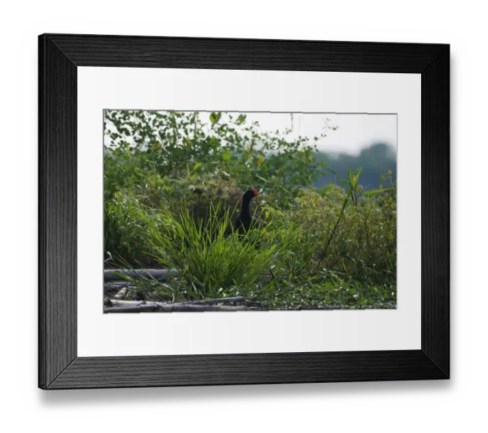 Framed Print : Razor-billed Curassow Mitu tuberosum Tambopata Amazon Peru Framed Print : Razor-billed Curassow Mitu tuberosum Tambopata Amazon Peru