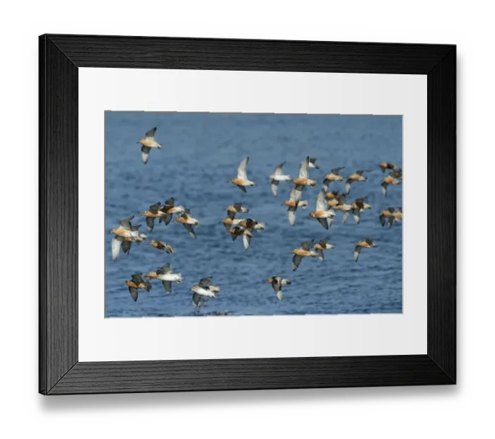 Framed Print : Knot Calidris canutus arriving at high tide roost on pits at Snettisham RSPB Reserve Framed Print : Knot Calidris canutus arriving at high tide roost on pits at Snettisham RSPB Reserve