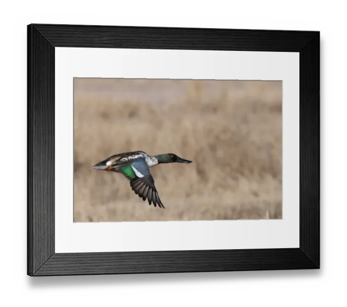 Framed Print : Shoveler Anas clypeata male New Mexico winter Framed Print : Shoveler Anas clypeata male New Mexico winter