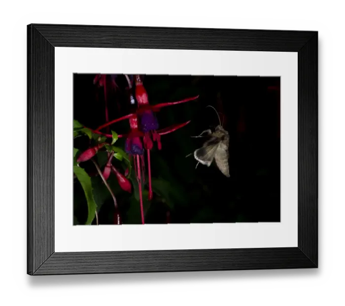 Framed Print : Silver Y Moth Autographa gamma feeding on fuschia flowers at night in garden Norfolk Framed Print : Silver Y Moth Autographa gamma feeding on fuschia flowers at night in garden Norfolk
