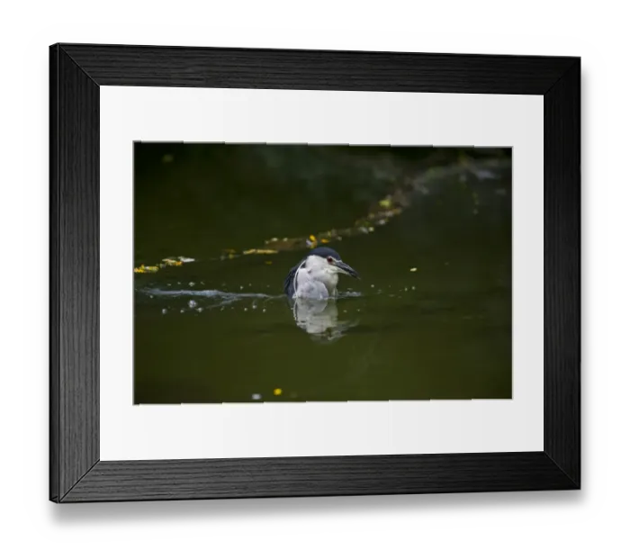 Framed Print : Black-crowned Night Heron (Nycticorax nycticorax) Singapore Framed Print : Black-crowned Night Heron (Nycticorax nycticorax) Singapore