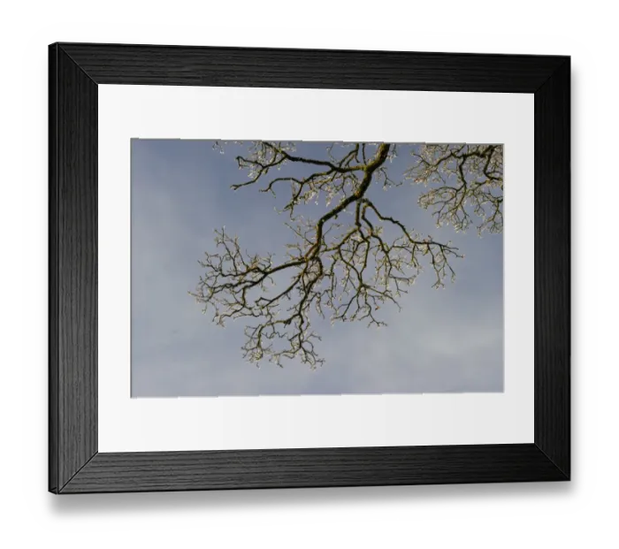 Framed Print : Oak tree covered in hoar frost Dumfries Scotland winter Framed Print : Oak tree covered in hoar frost Dumfries Scotland winter