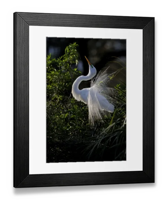 Framed Print : Great Egret Ardea alba displaying at nest St Augustine Florida USA