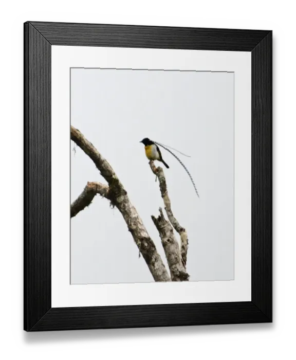 Framed Print : King of Saxony Bird of Paradise at Tari Gap Highlands Papua New Guinea Framed Print : King of Saxony Bird of Paradise at Tari Gap Highlands Papua New Guinea