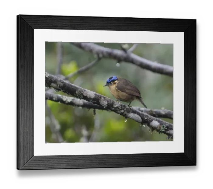 Framed Print : Blue-capped Ifrita, Ifrita kowaldi female Kumul Lodge Western Highlands Papua New Guinea Framed Print : Blue-capped Ifrita, Ifrita kowaldi female Kumul Lodge Western Highlands Papua New Guinea