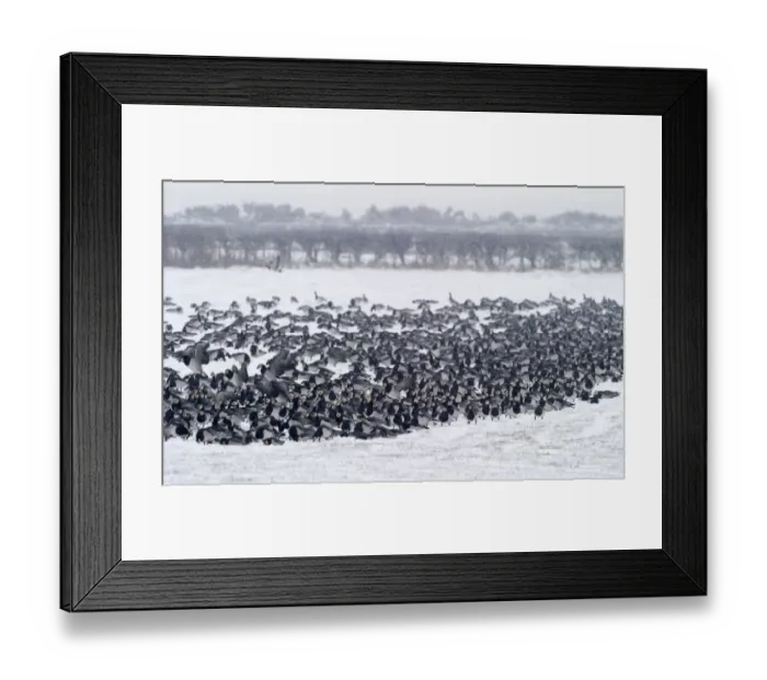 Framed Print : Barnacle Geese Branta leucopsis Solway Dumfries Scotland winter Framed Print : Barnacle Geese Branta leucopsis Solway Dumfries Scotland winter