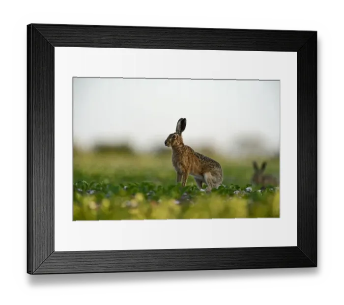 Framed Print : Brown (European) Hare Lepus europaeus Norfolk