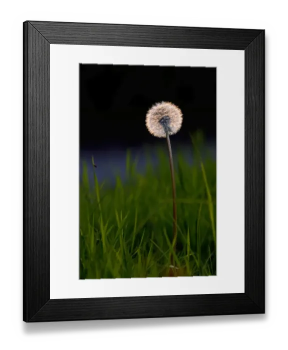Framed Print : Dandelion seed head backlit Norfolk May Framed Print : Dandelion seed head backlit Norfolk May