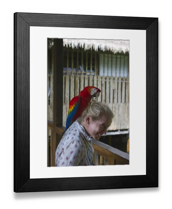 Framed Print : Hand reared Scarlet Macaw Ara macao at Tambopata, Research Centre Amazon Rainforest Peru Framed Print : Hand reared Scarlet Macaw Ara macao at Tambopata, Research Centre Amazon Rainforest Peru