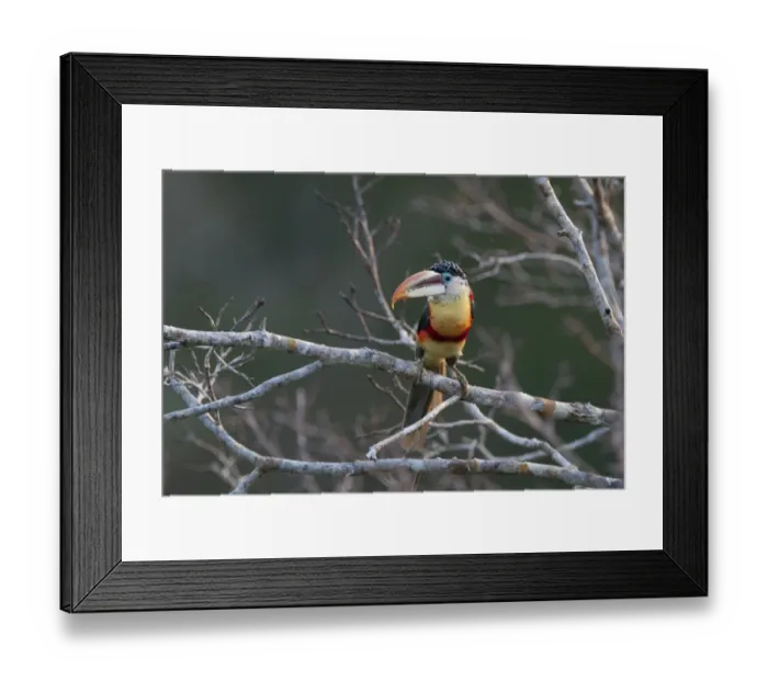 Framed Print : Curl-crested Aracari Pteroglossus beauharnaesii Peruvian Amazon Framed Print : Curl-crested Aracari Pteroglossus beauharnaesii Peruvian Amazon
