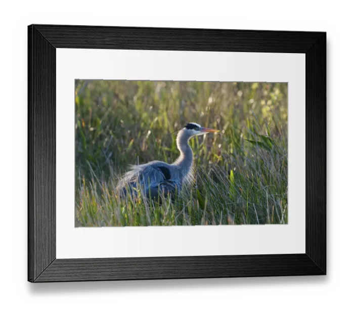 Framed Print : Great Blue Heron Ardea herodias Florida Everglades Framed Print : Great Blue Heron Ardea herodias Florida Everglades