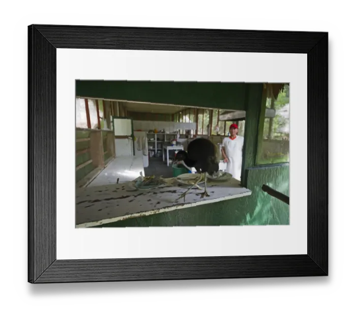 Framed Print : Grey-winged Trumpeter Psophia crepitans looking for scraps around cafeteira at Amazonas Framed Print : Grey-winged Trumpeter Psophia crepitans looking for scraps around cafeteira at Amazonas