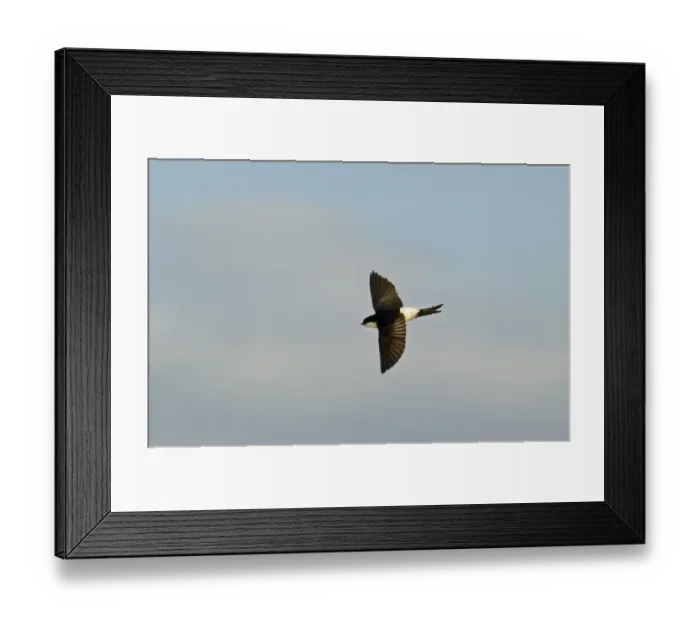 Framed Print : Snipe Gallinago gallinago in drumming display (note two outer tail feathers that Framed Print : Snipe Gallinago gallinago in drumming display (note two outer tail feathers that