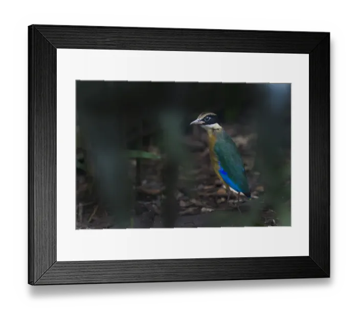 Framed Print : Blue-winged Pitta (Pitta moluccensis) Singapore Framed Print : Blue-winged Pitta (Pitta moluccensis) Singapore
