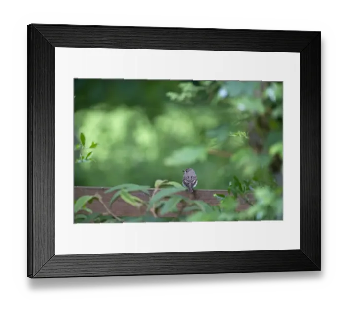 Framed Print : Spotted Flycatcher Muscicapa striata in garden Norfolk Summer Framed Print : Spotted Flycatcher Muscicapa striata in garden Norfolk Summer
