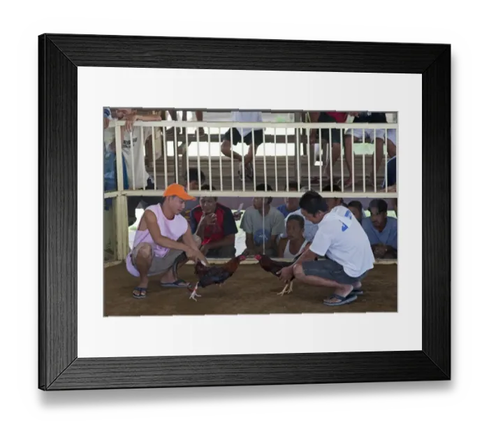 Framed Print : Matching cockerels before a cock fight Palawan Philippines Framed Print : Matching cockerels before a cock fight Palawan Philippines