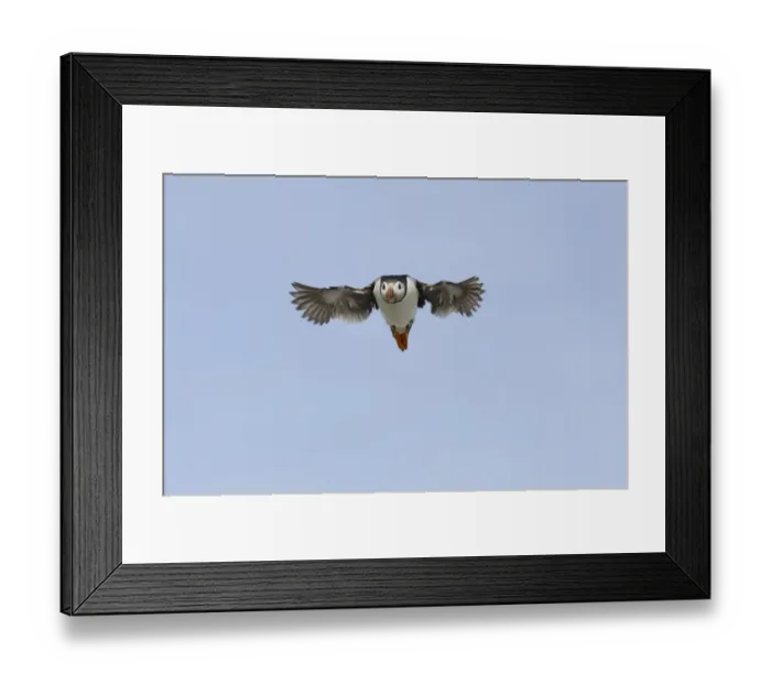 Framed Print : Puffin Fratercula arctica Farne Islands Northumberland July Framed Print : Puffin Fratercula arctica Farne Islands Northumberland July