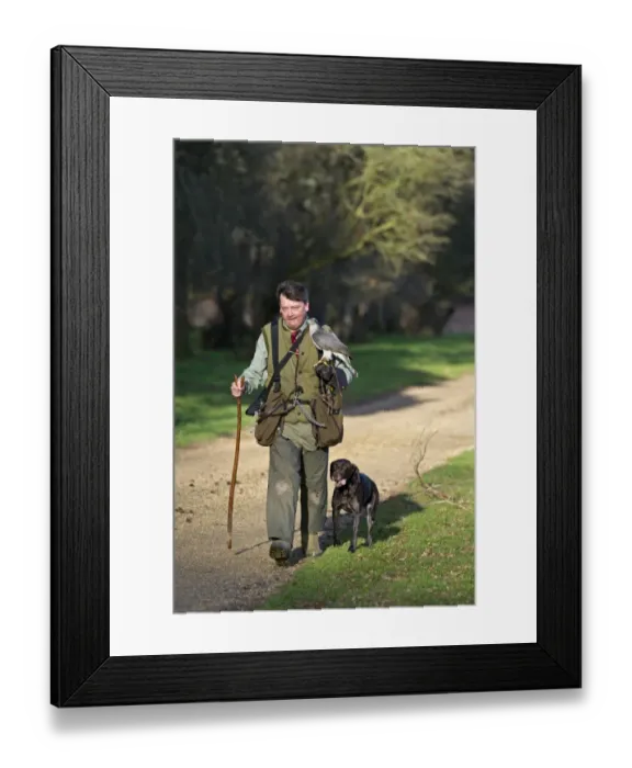 Framed Print : Hawking with Northern Goshawk Norfolk winter Framed Print : Hawking with Northern Goshawk Norfolk winter