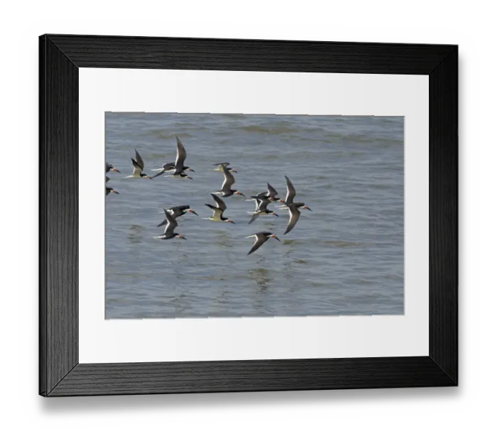 Framed Print : Black Skimmers Rynchops niger Cape May USA Framed Print : Black Skimmers Rynchops niger Cape May USA