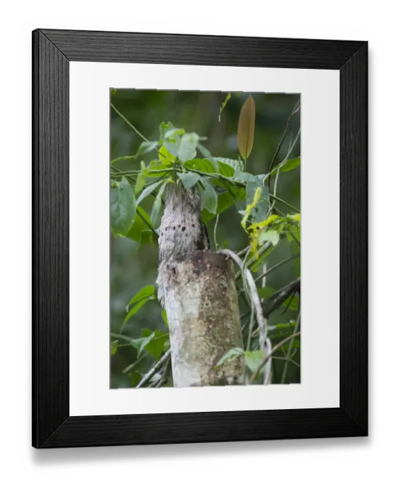 Framed Print : Common Potoo Nyctibius griseus on River Amazon near Iquitos Peru