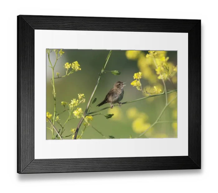 Framed Print : Grasshopper Warbler Locustella naevia in song Norfolk May Framed Print : Grasshopper Warbler Locustella naevia in song Norfolk May