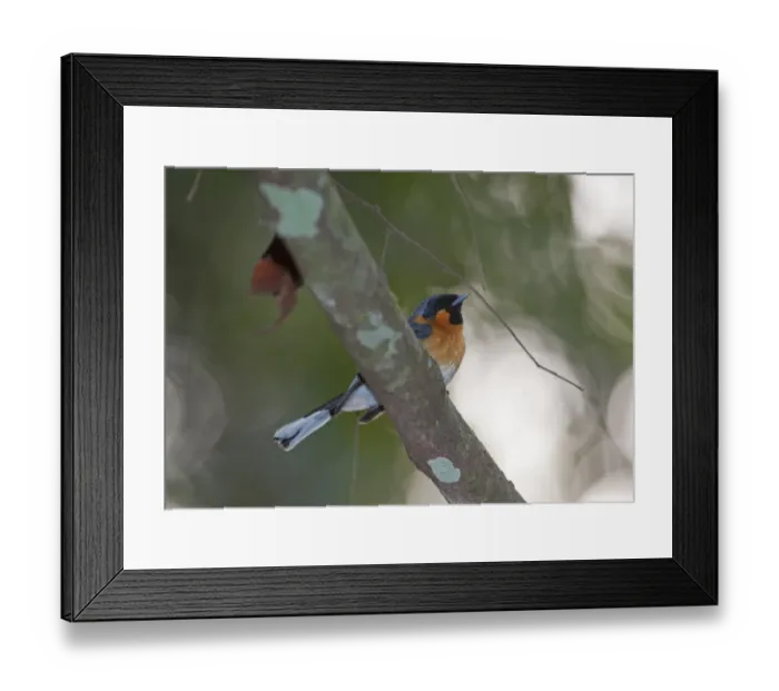 Framed Print : Spectacled Monarch Monarcha trivigratus Northern Queensland Australia Framed Print : Spectacled Monarch Monarcha trivigratus Northern Queensland Australia