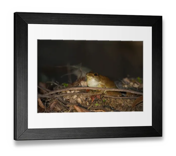 Framed Print : Giant Gladiator Tree Frog Hypsiboas bosans Amazon River nr Iquitos Peru Framed Print : Giant Gladiator Tree Frog Hypsiboas bosans Amazon River nr Iquitos Peru