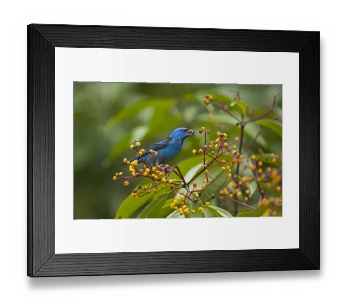 Framed Print : Blue Dacnis Dacnis cyana La Selva Costa Rica Framed Print : Blue Dacnis Dacnis cyana La Selva Costa Rica