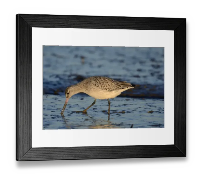 Framed Print : Bar-tailed Godwit (Limosa lapponica) Norfolk winter Framed Print : Bar-tailed Godwit (Limosa lapponica) Norfolk winter