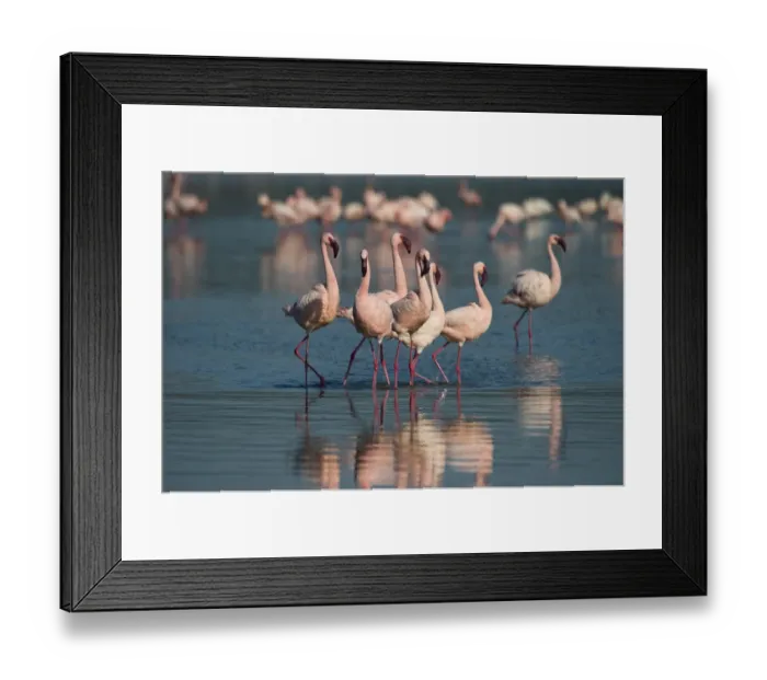 Framed Print : Lesser Flamingos Phoenicopterus minor on Lake Nakuru Kenya