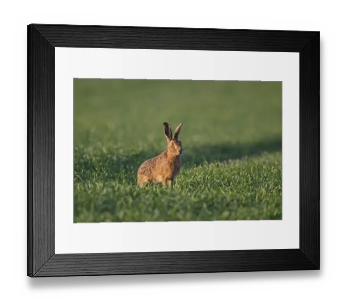 Framed Print : Brown Hare Leus europaeus Norfolk spring Framed Print : Brown Hare Leus europaeus Norfolk spring