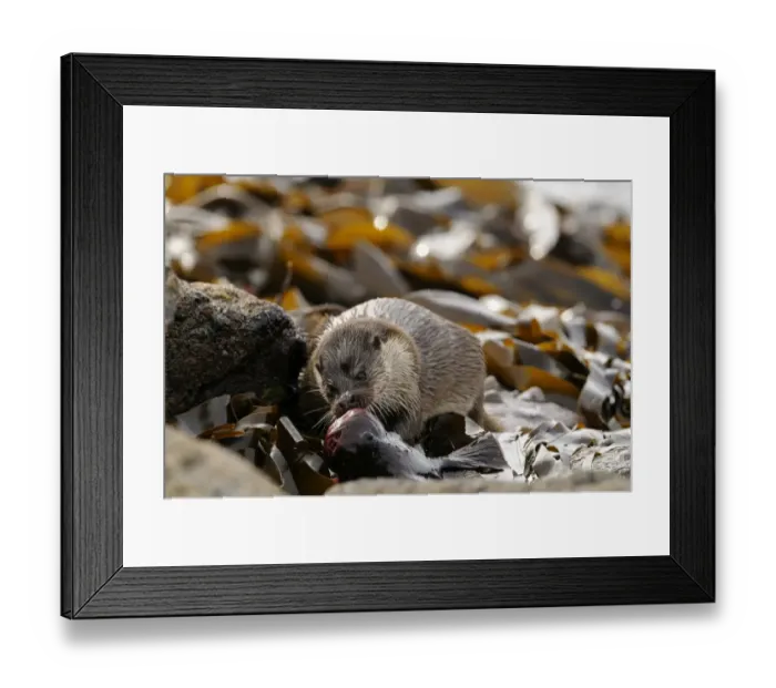 Framed Print : Otter Lutra lutra with Lump Sucker fish Fetlar Shetland Framed Print : Otter Lutra lutra with Lump Sucker fish Fetlar Shetland