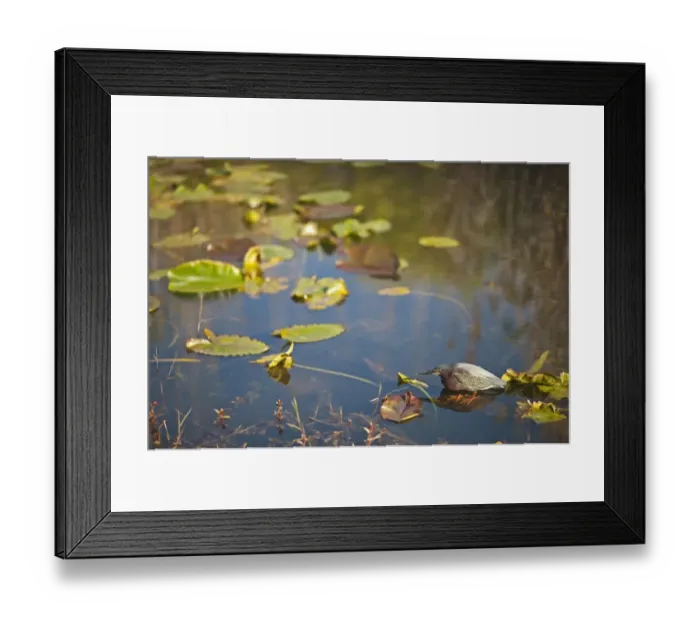 Framed Print : Green Heron Butorides viriscens fishing in Florida Everglades USA Framed Print : Green Heron Butorides viriscens fishing in Florida Everglades USA