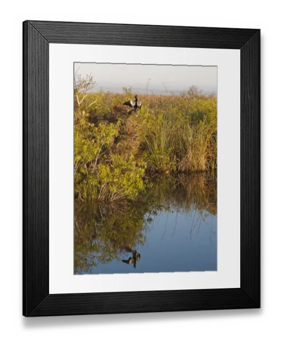 Framed Print : Anhinga in Everglades landscape on Anhinga Trail Florida Everglades Framed Print : Anhinga in Everglades landscape on Anhinga Trail Florida Everglades