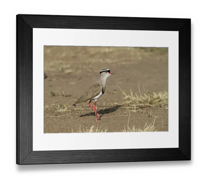 Framed Print : Crowned Lapwing (Plover) Vanellus coronatus; kenya Framed Print : Crowned Lapwing (Plover) Vanellus coronatus; kenya