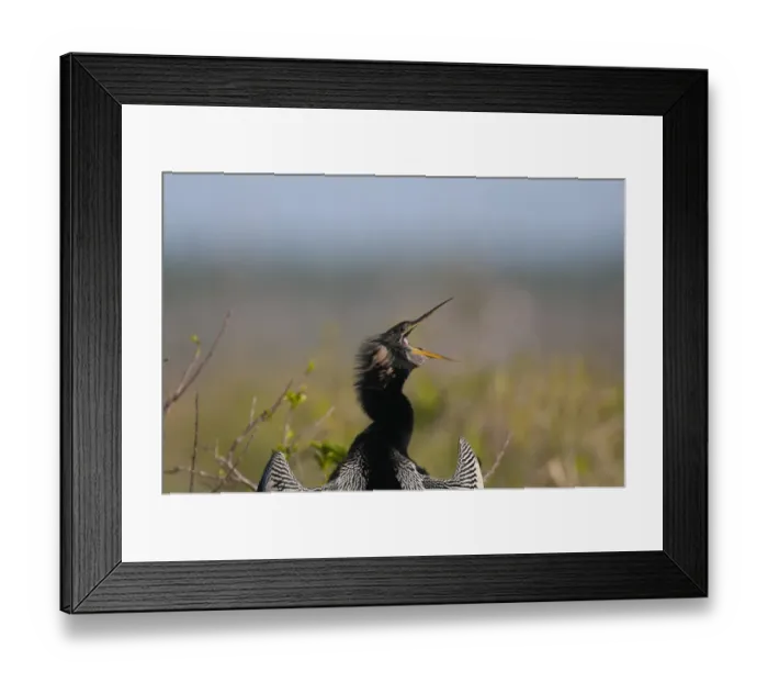 Framed Print : Anhinga, Anhinga anhinga or American Darter Anhinga Trail Florida Everglades Framed Print : Anhinga, Anhinga anhinga or American Darter Anhinga Trail Florida Everglades