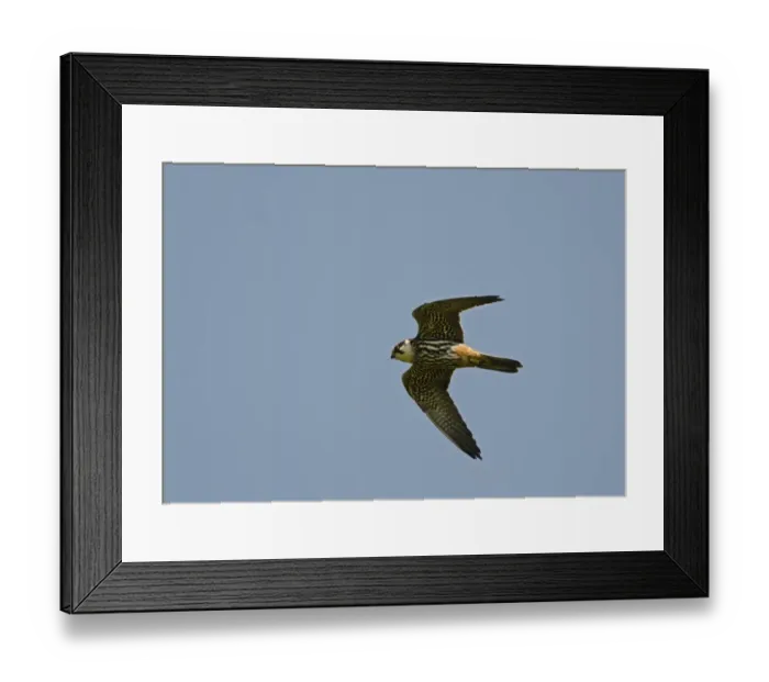 Framed Print : Hobby Falco subbuteo hunting over Lakenheath RSPB Reserve Suffolk / Norfolk Framed Print : Hobby Falco subbuteo hunting over Lakenheath RSPB Reserve Suffolk / Norfolk