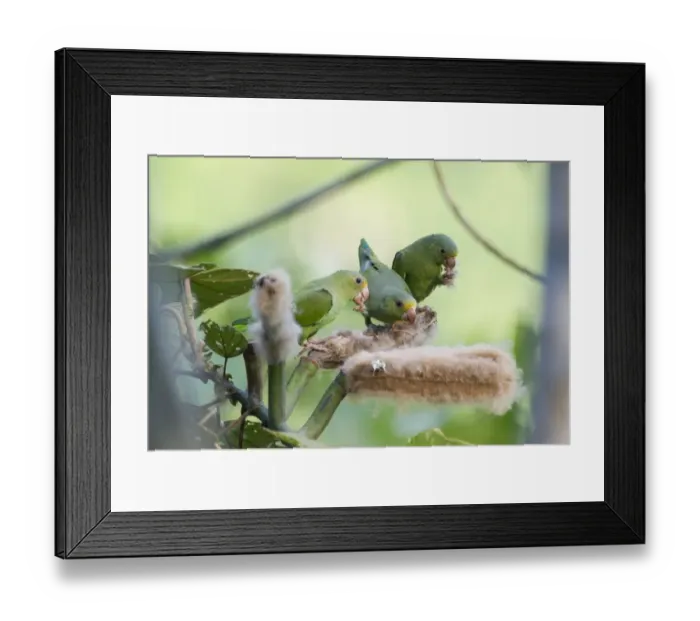 Framed Print : Cobalt-winged Parakeets Brotogeris cyanoptera feeding on seeds Tambopata Peru Framed Print : Cobalt-winged Parakeets Brotogeris cyanoptera feeding on seeds Tambopata Peru