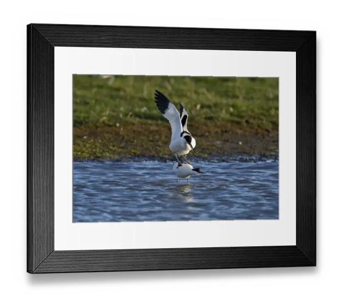 Framed Print : Avocet Recurvirostra avosetta in courtship and mating Cley Norfolk May Framed Print : Avocet Recurvirostra avosetta in courtship and mating Cley Norfolk May