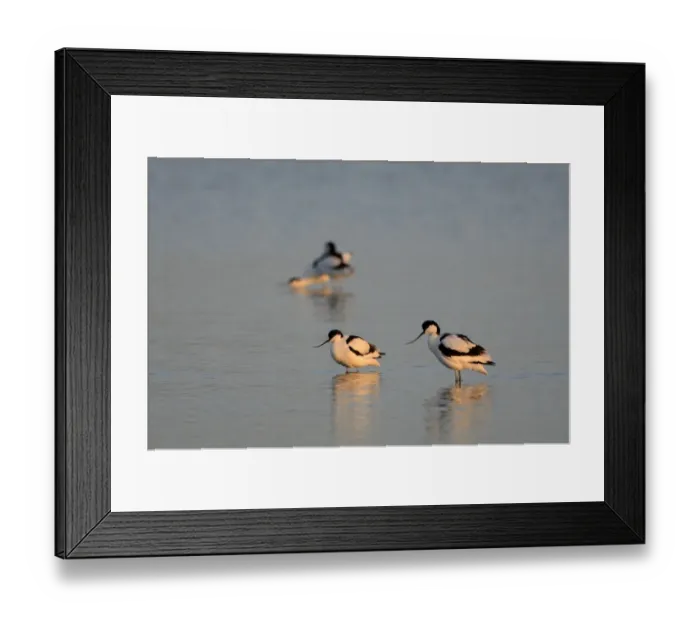 Framed Print : Avocets Recurvirostra avosetta Cley Norfolk Framed Print : Avocets Recurvirostra avosetta Cley Norfolk